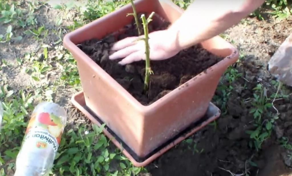 planter une rose dans pomme de terre