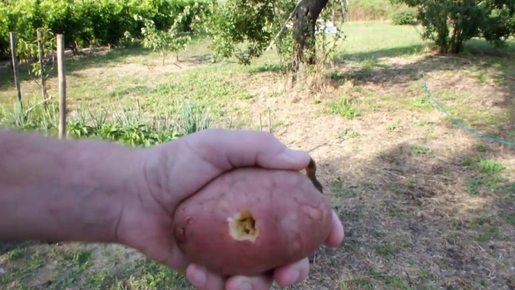 planter une tige de rose dans une patate