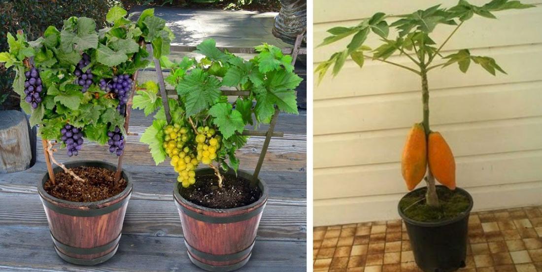 Des jardiniers nous dévoilent 7 fruits qu'on peut faire pousser dans la maison! 
