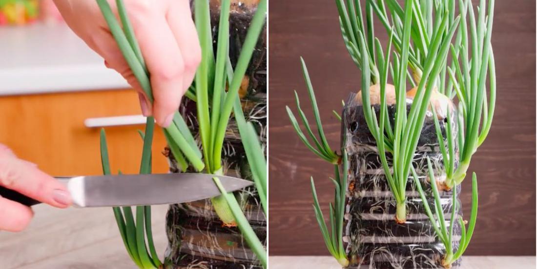Découvrez la meilleure façon de faire pousser des oignons verts à profusion